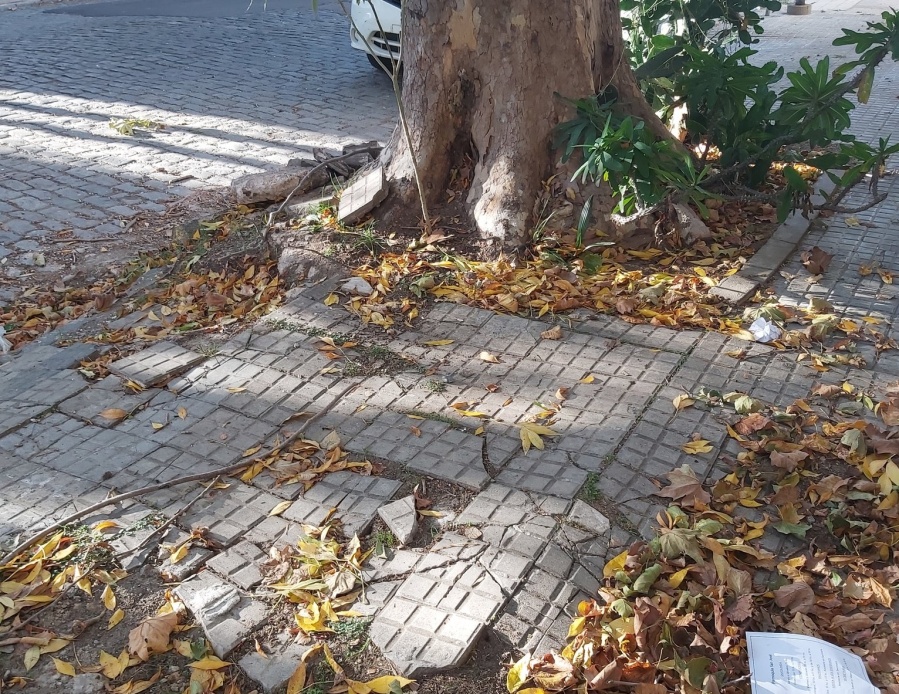 En 6 y 65 se quejaron por un árbol que está destruyendo la vereda y el cordón: ”Se me dificulta entrar el auto”