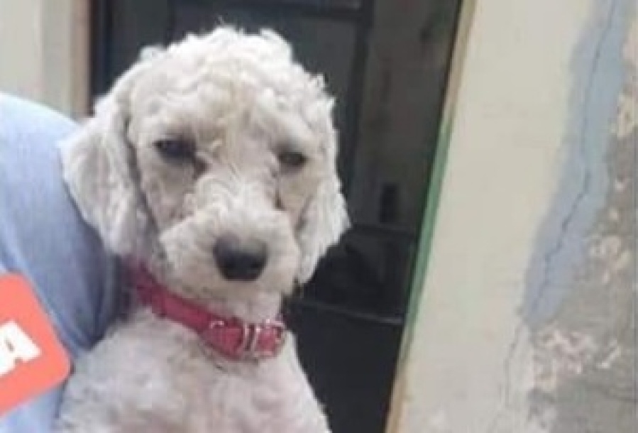Se robaron una perrita en Ensenada: ”Hay una nena que llora todas las noches”