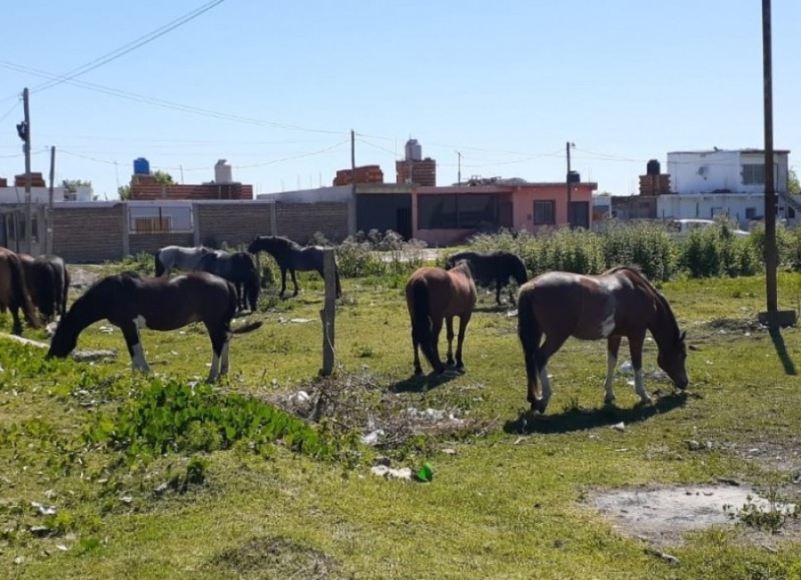 ”Cree que somos sus peones”: denunciaron a un vecino de Berisso por tener caballos sueltos e intervino un organismo nacional