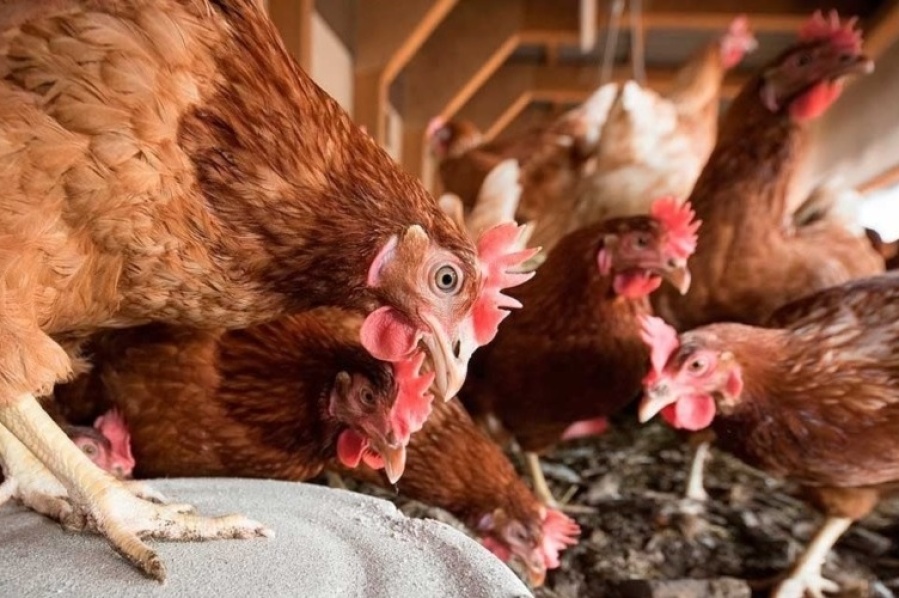 Se confirmaron casos de Gripe Aviar en otras dos localidades de la Provincia de Buenos Aires