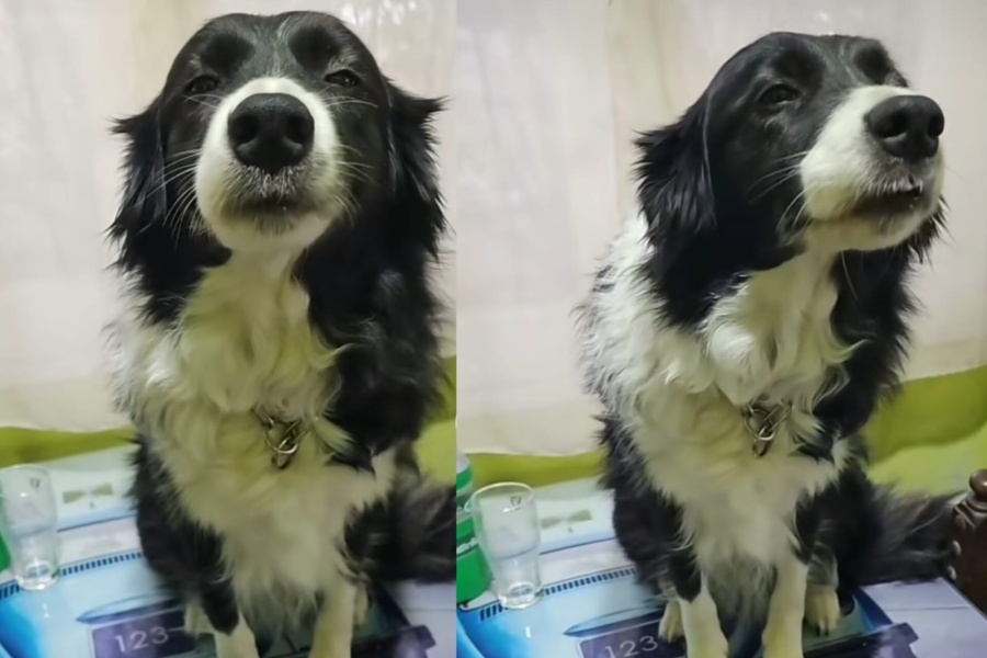 Llegó a su casa sin hacer ruido, encontró a su perra arriba de la mesa y su pícara reacción evitó que la castigaran