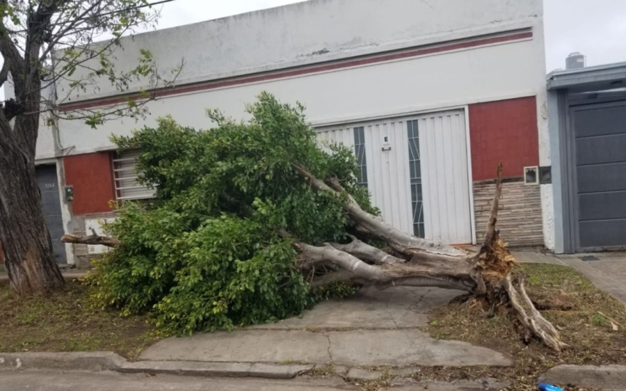 Los fuertes vientos que azotaron a La Plata dejaron techos volados y árboles caídos