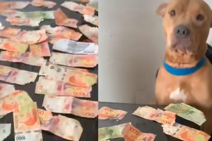 ”Hasta el perro sabe que no valen nada”: llegó a su casa y vio cómo su mascota había ”comido” una gran cantidad de dinero