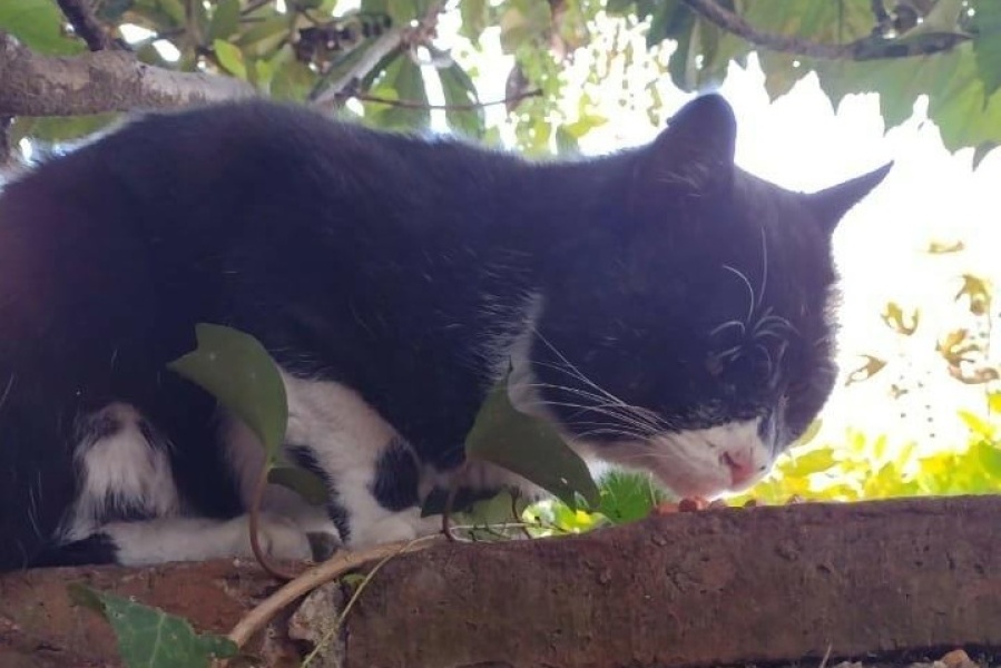 Su dueña murió, quedó solo en la calle y ahora busca una familia
