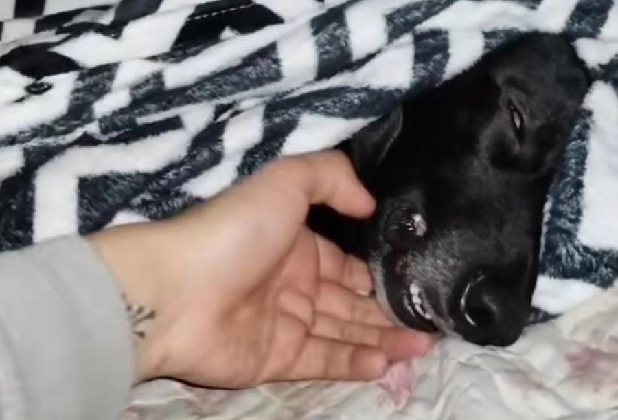 Su perra se había dormido muy profundo, la quiso despertar y se llevó un susto increíble: ”¿Estas bien?”