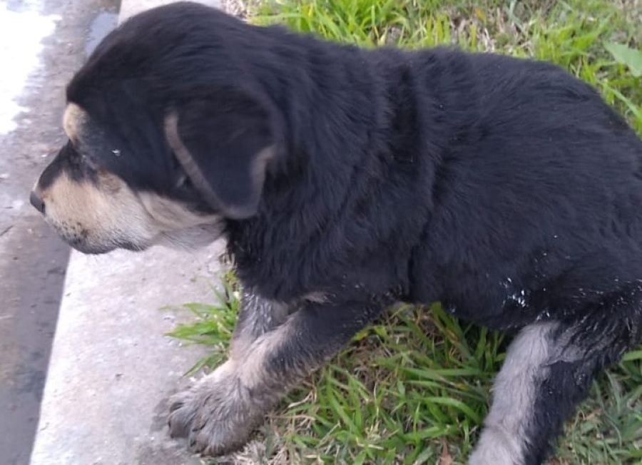Tras la muerte de un cachorro, proteccionistas platenses reclaman más castración para los animales que están en la calle