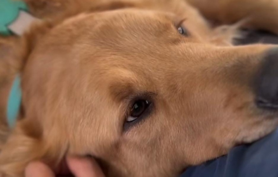 Veía triste a su mascota, le dio un hermanito perruno y su reacción con el pequeño integrante enamoró a todos