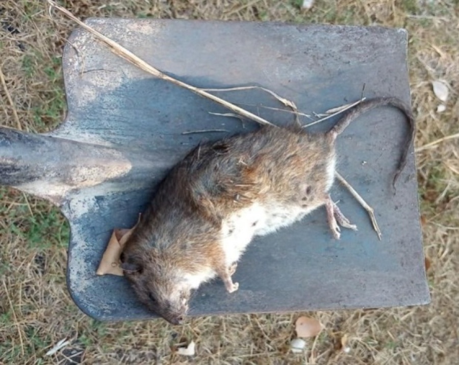 Apareció una rata gigante en Olmos y los vecinos se preocuparon