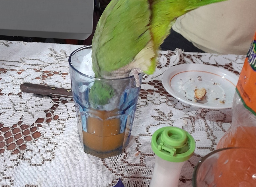 Su papá está orgulloso de que la cotorra tome gaseosa de naranja, mostró el momento y se desató la polémica: ”Es un p...”