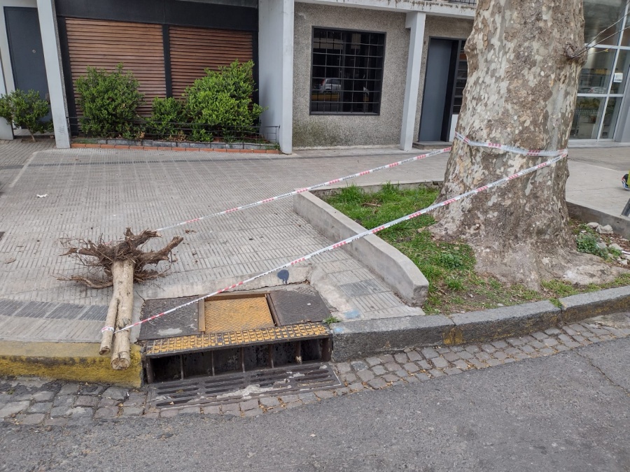Una rama lleva más de una semana atada a un árbol con cintas de peligro en La Plata