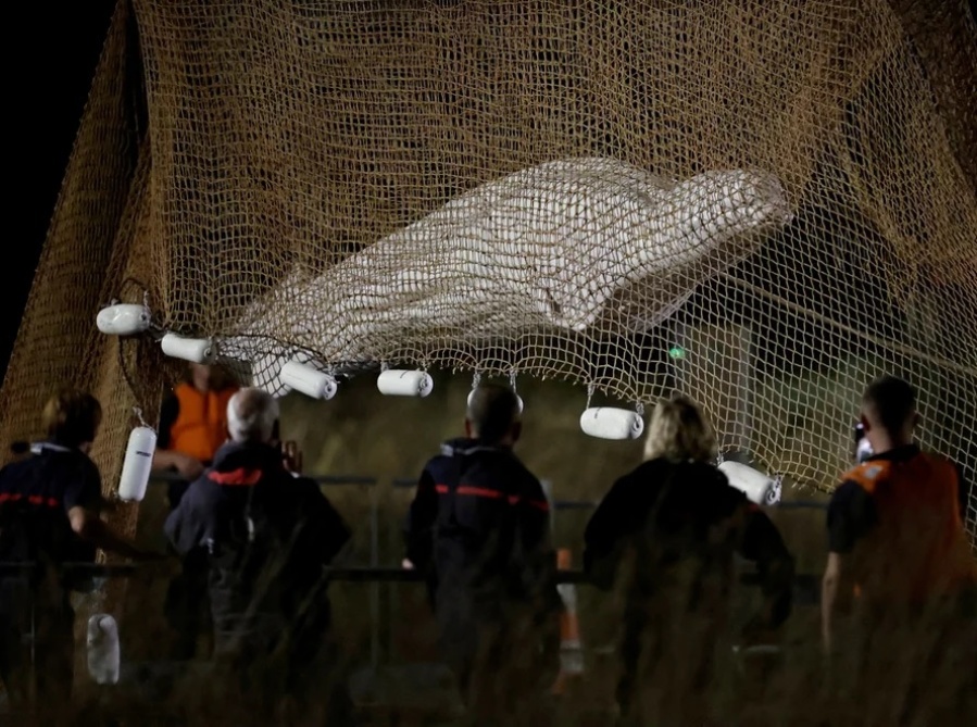 París llora la muerte de la ballena de 800 kilos que estaba perdida en el Río Sena: así fue el megaoperativo