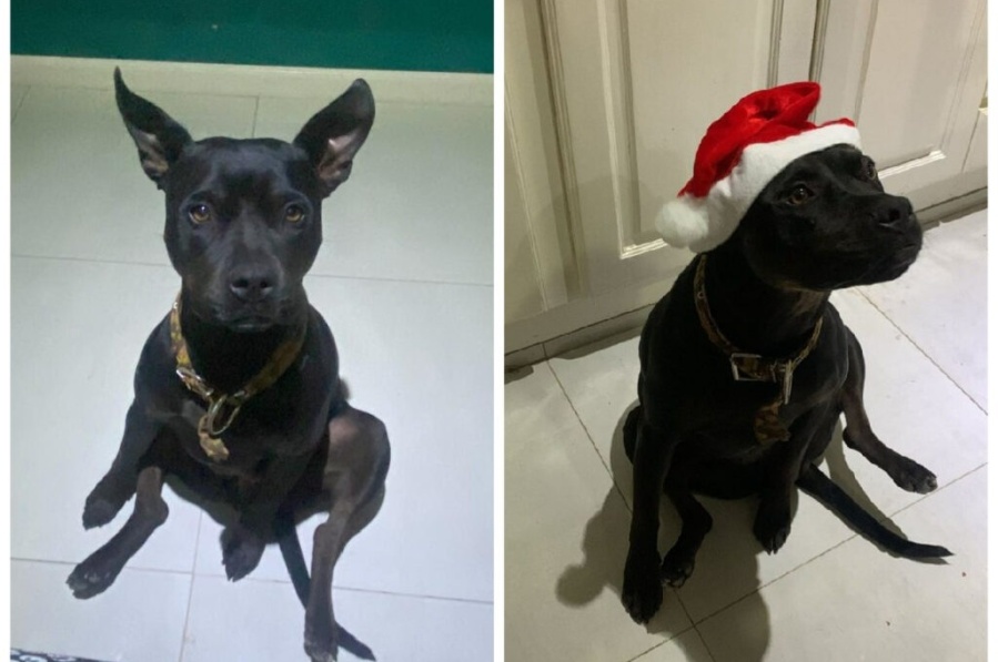 Torturó a la perra de su vecina, la estranguló con cables y ahora lucha por su vida