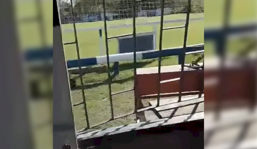 Robaron y causaron destrozos en un club de Tolosa