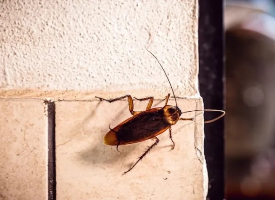 Quería matar una cucaracha, se pasó de rosca e hizo explotar su departamento