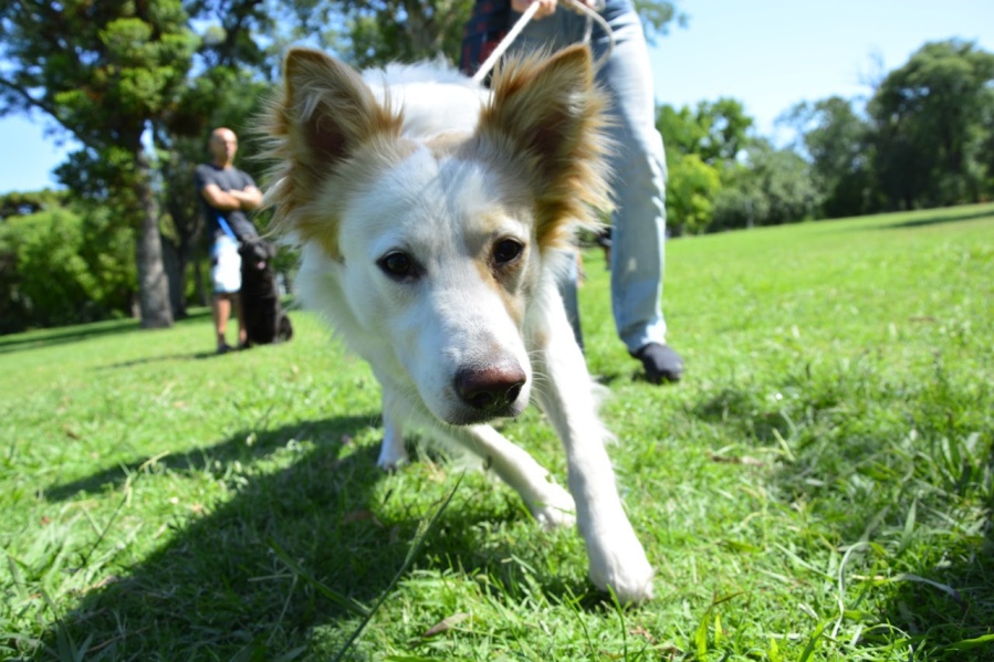 Tolosa y Plaza Malvinas serán dos lugares claves este jueves para la atención veterinaria gratuita