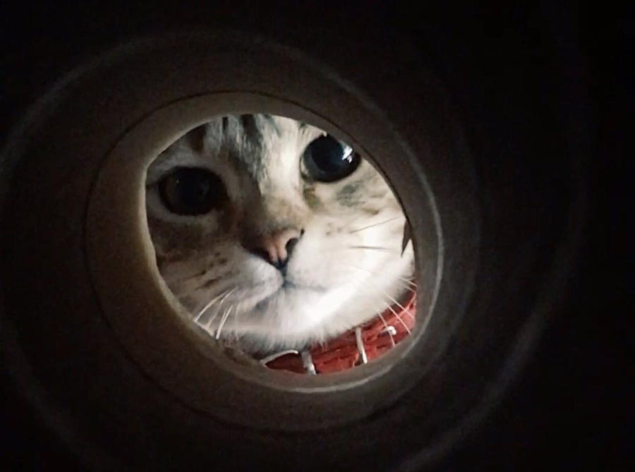 La hija gatuna 'chusmea' el lavarropas y la grabó a escondidas observando: ”¿Cómo va a ser tan tierna?”