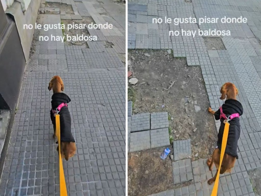Un perrito platense se llevó el amor de todo Tik Tok por su selectivo y cómico caminar