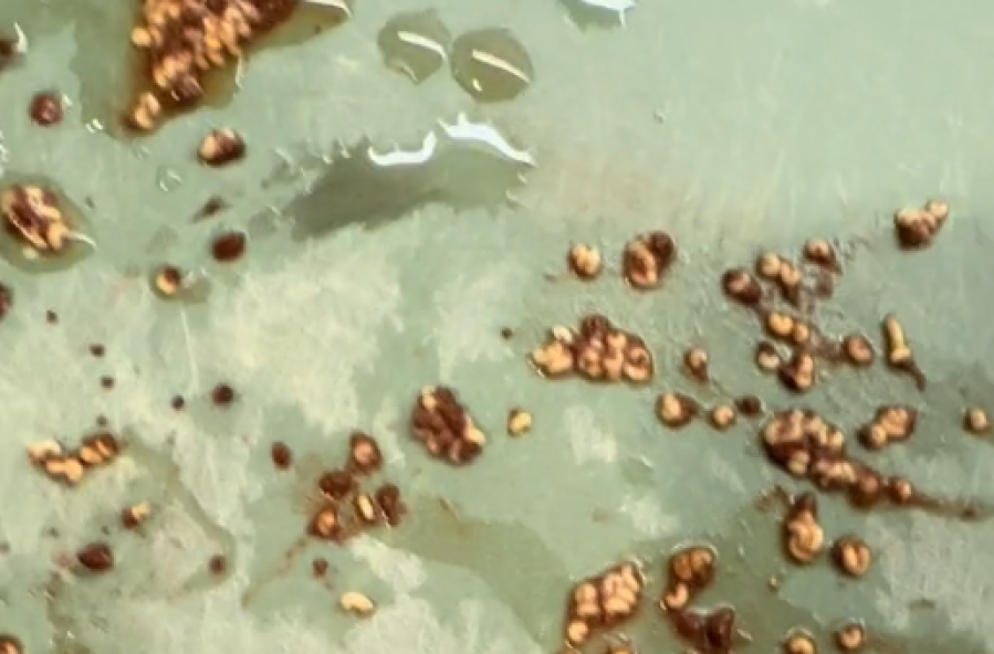 Compró chocolate en polvo, pasó las ”pelotitas” por un colador y descubrió un feo panorama: ”¿Estaba rico?”