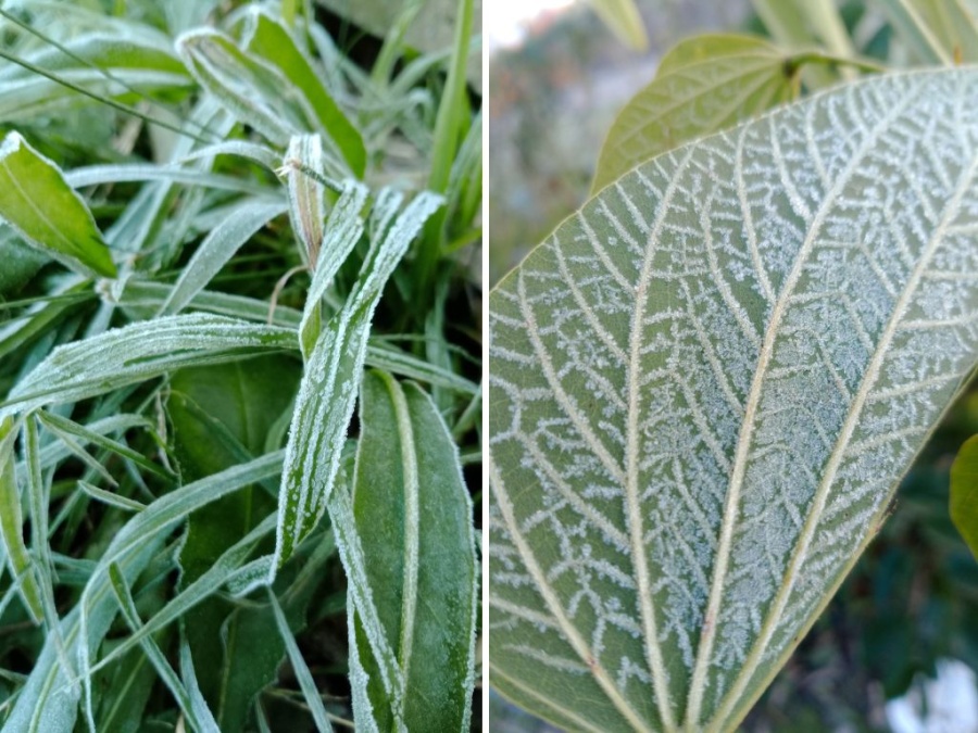 La ola de frío no da tregua y La Plata tuvo la segunda temperatura más baja de la provincia