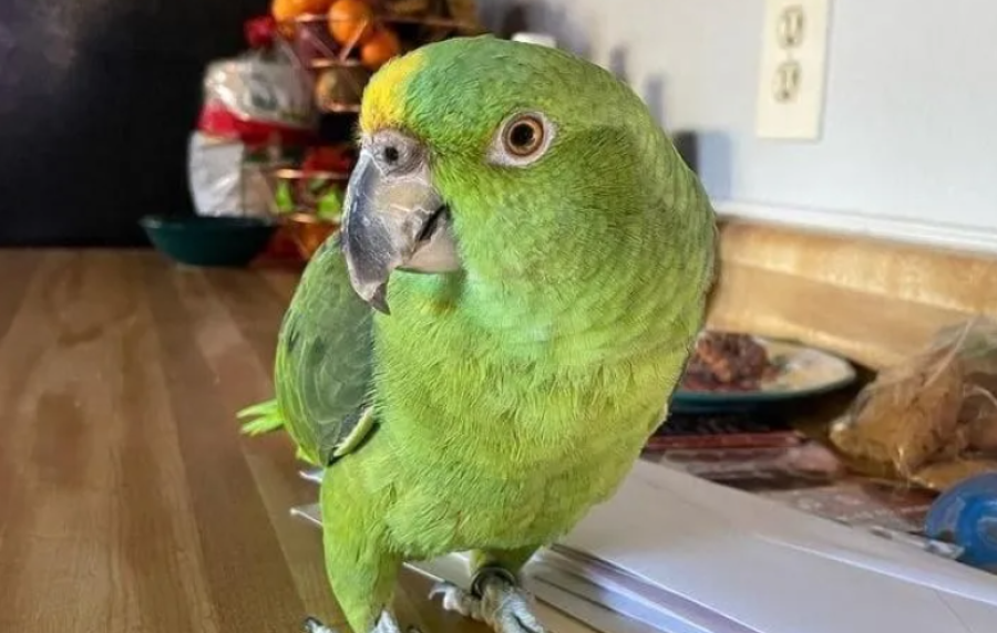 Tenía franco, quería dormir pero su loro lo despertó y lo mandó a trabajar: el video que se hizo viral