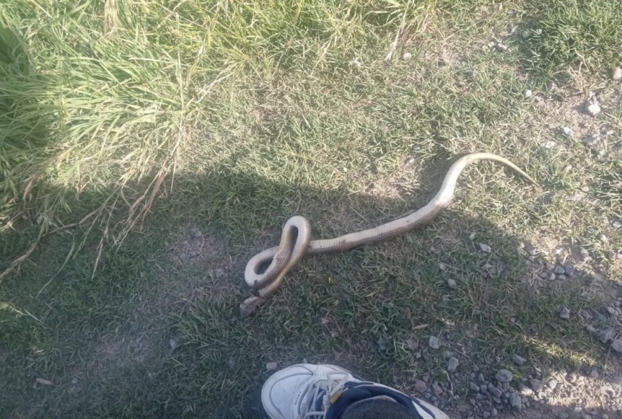 ”Las mascotas que tenemos en el barrio”: en un sector de Los Hornos pidieron mayor limpieza y corte de pasto