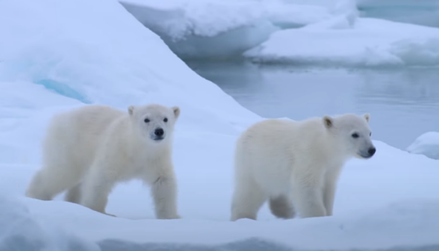Disney presenta ”Osa Polar”, un film para ayudar a la especie