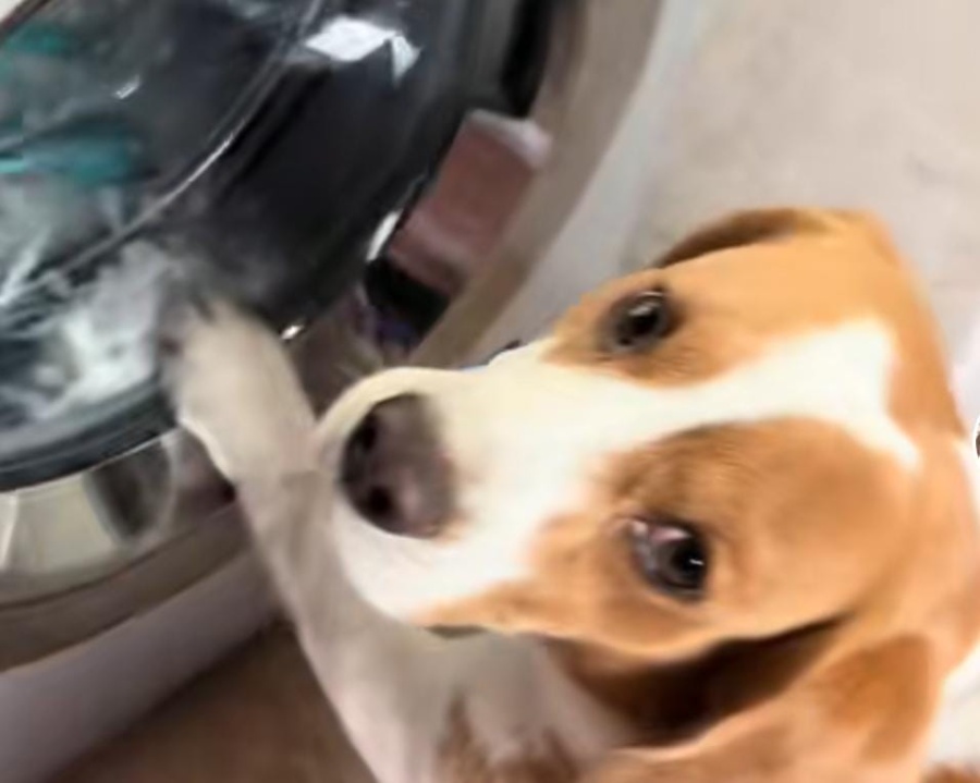Lavó los cinco peluches favoritos de su perro y él quería apagar el lavarropas a toda costa: ”Son literal como niños”