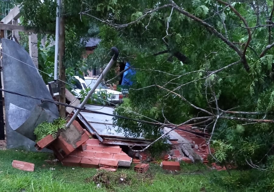 Se cayó un árbol en Los Hornos y los vecinos piden intervención: ”Está aplastando los cables de alta tensión”
