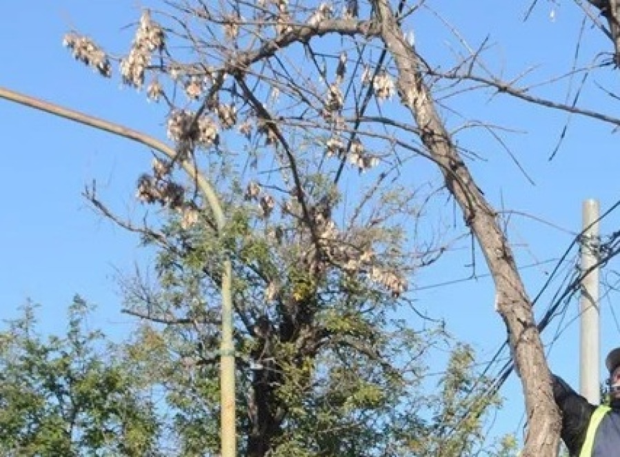 Una vecina de City Bell reclama por ramas que obstruyen su casa: ”Hace 20 días vengo llamando”