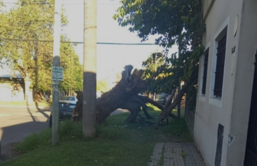 Cayó un árbol en Los Hornos y los vecinos piden ayuda
