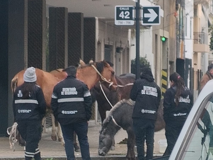 Extraña escena en La Plata: cuatro caballos aparecieron sueltos en pleno centro