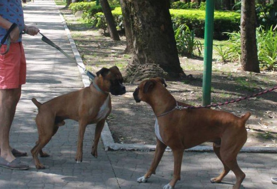 Una mamá caminaba con su hijo, vieron a dos perros olfateándose y le contó una historia que emocionó a todos