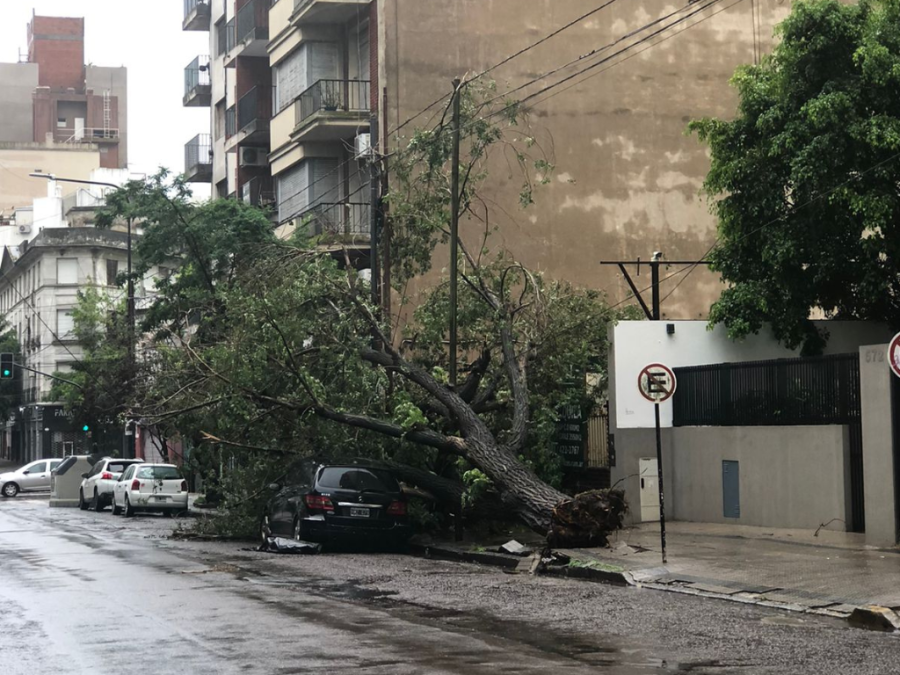 Corte de luz, árboles caídos y ventanas rotas: el temporal causó destrozos en La Plata