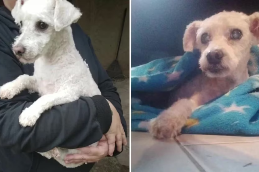 Llevaron a bañar al perro, les entregaron otro y no se dieron cuenta: “Quedó hermoso, no parece viejito”
