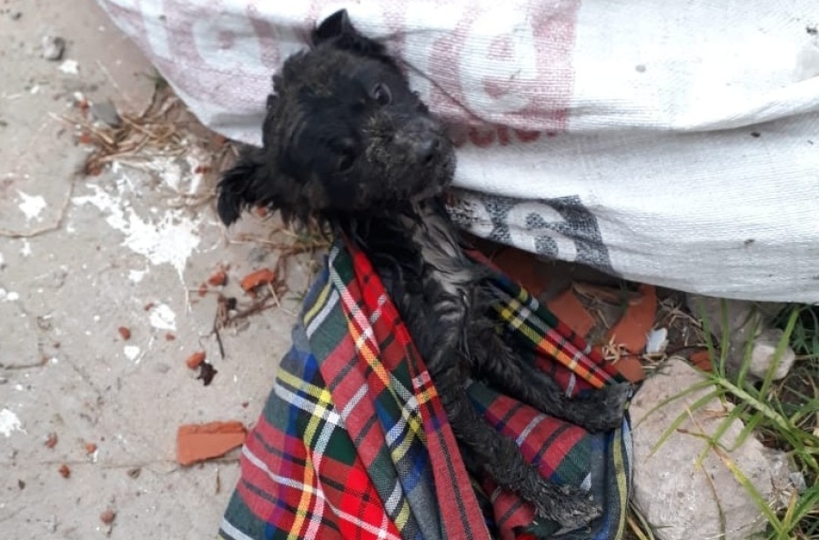 Terror en Villa Argüello por animales envenenados