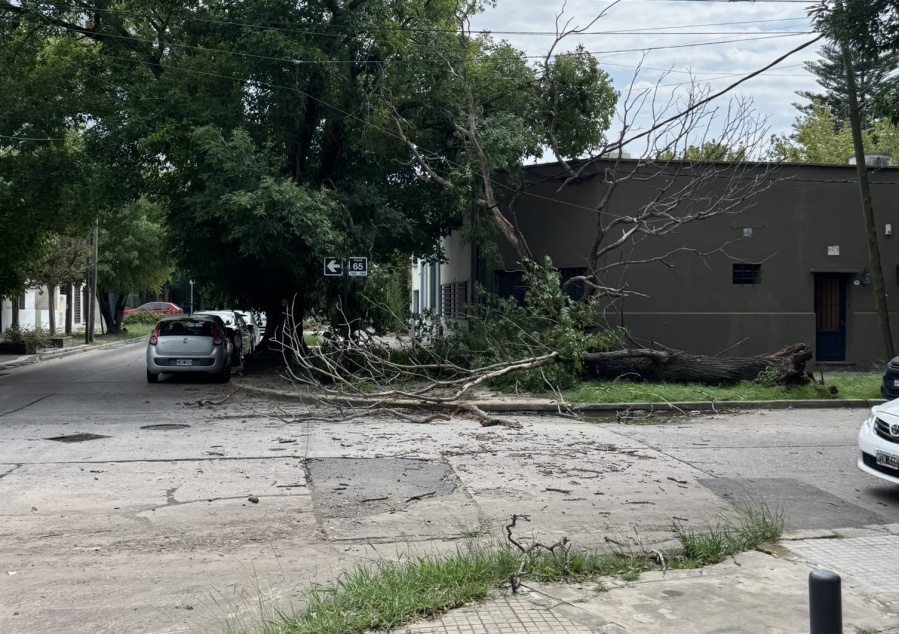 En la zona del Parque Saavedra alertaron por árboles que se caen: ”En breve vamos a lamentar una muerte”