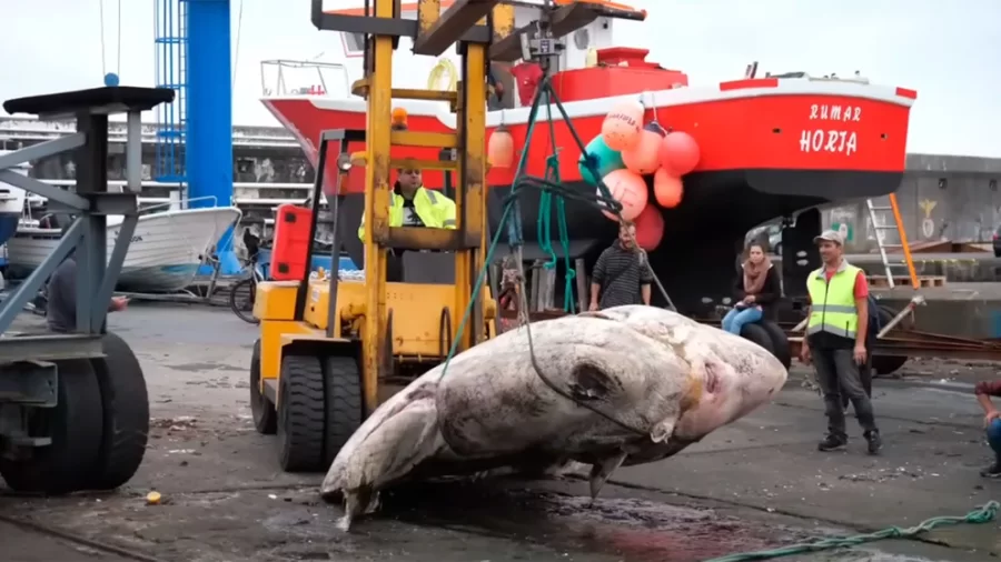 Hallaron un pez de casi 3.000 kilos: es el más grande conocido hasta el momento