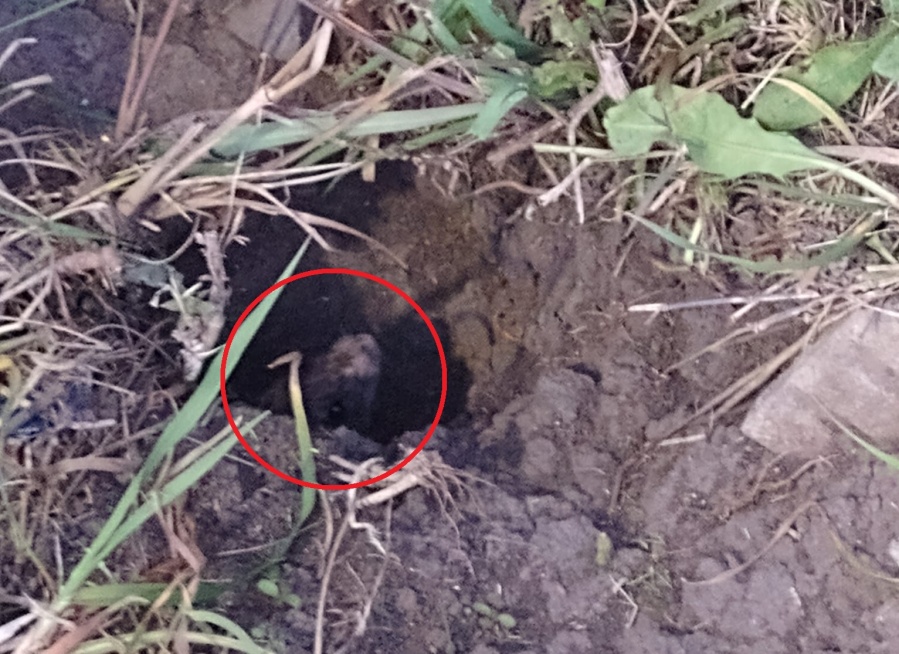 ”Está lleno de ratas”: en Los Hornos alertaron por un creciente basural
