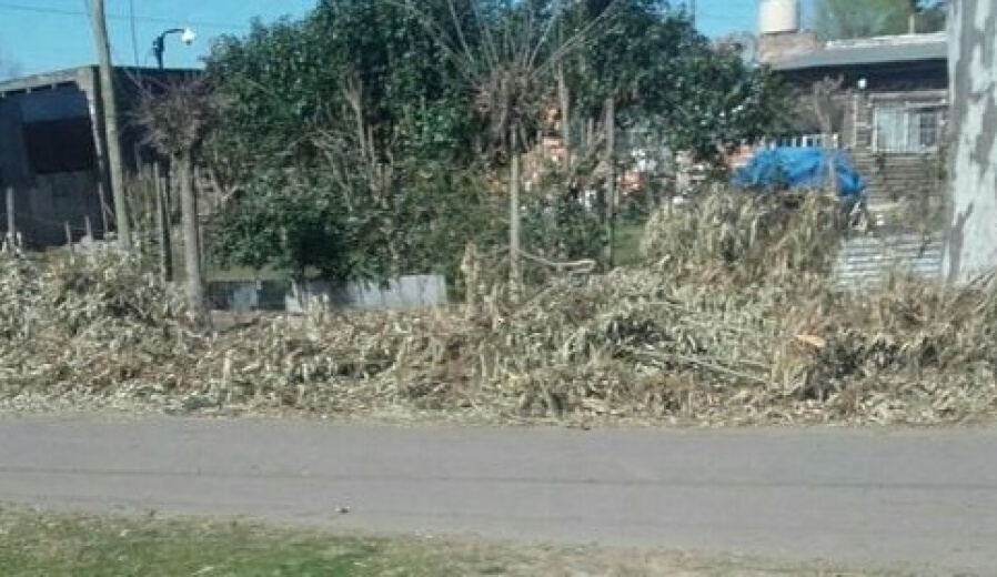 Vecinos de Olmos denuncian que nadie los atiende: ”Hace un mes están esas ramas”