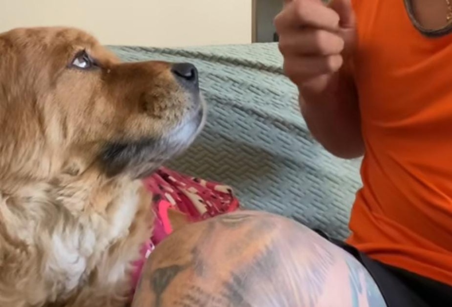 Le reprochó a su perra que se ”besa” con todos los del barrio, adjuntó las pruebas y generó miles de carcajadas