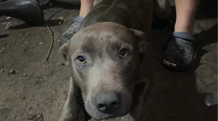 Confirmaron que el nene que fue hallado sin vida en Arturo Seguí murió atacado por animales