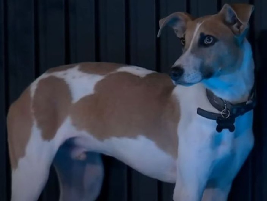 Santiago del Moro confirmó por qué el perro Arturo tendrá que salir de la casa