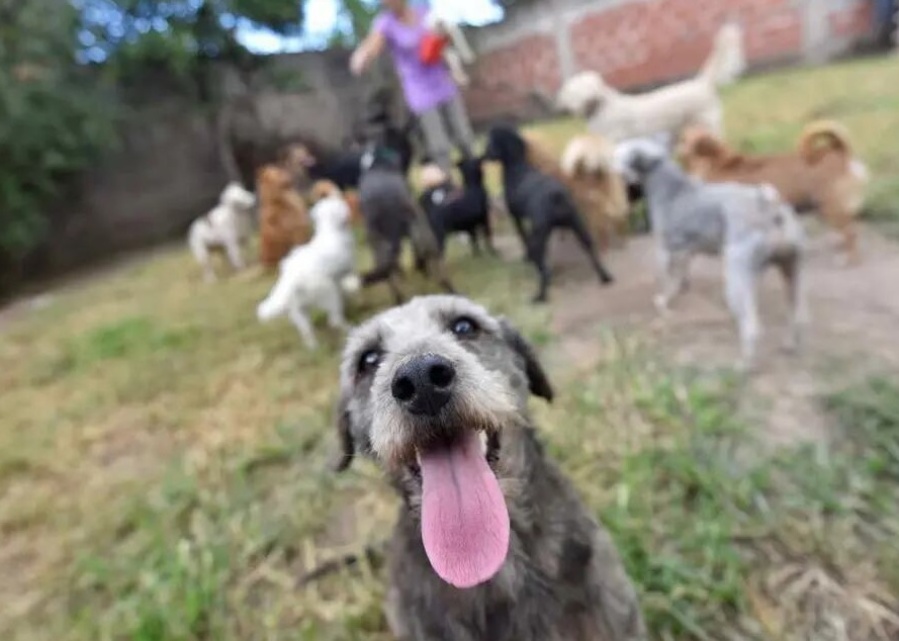 Vacunación y atención gratuita para perros y gatos en La Plata: el calendario completo de esta semana en cada barrio