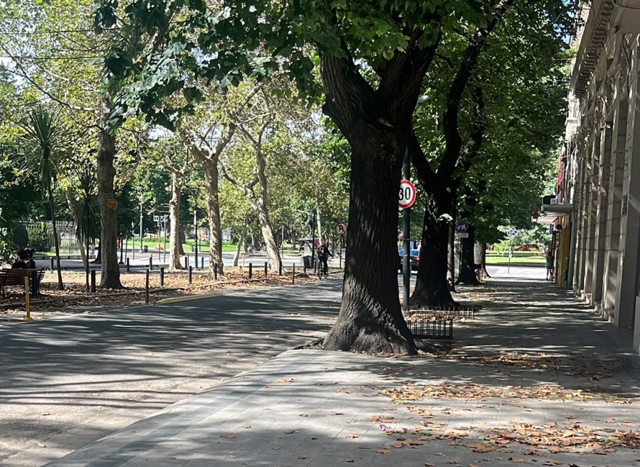 En el centro platense se quejaron por la acumulación de hojas: ”¿Y los barrenderos?”