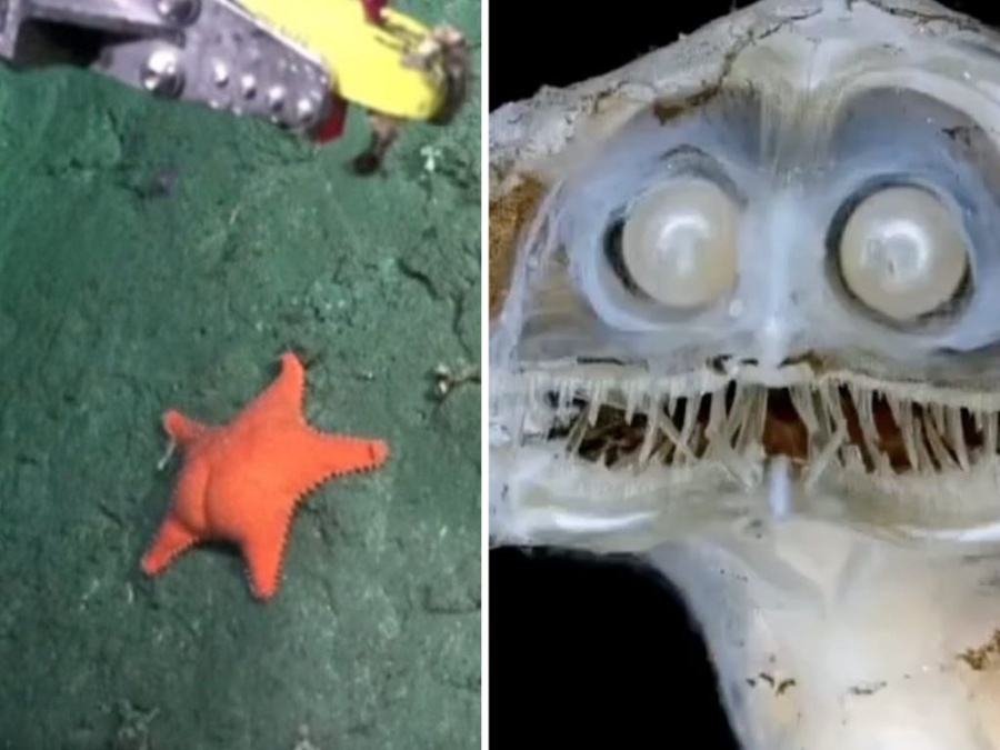 Cangrejos, peces y hasta una estrella con cola: Los mejores memes que dejó la exploración del Conicet