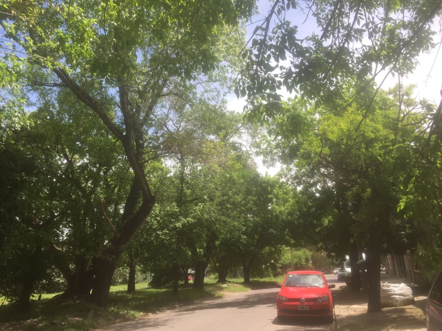 Vecinos de barrio Hipódromo piden que poden ”urgente porque a la noche no se ve nada”