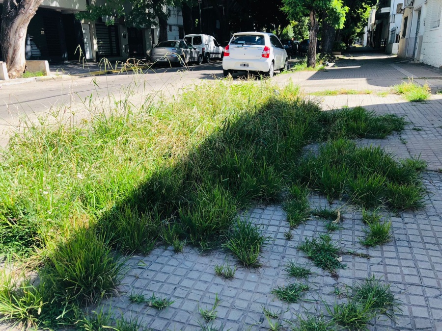Piden por corte de pasto en las veredas de 16 y 43: ”es insoportable”