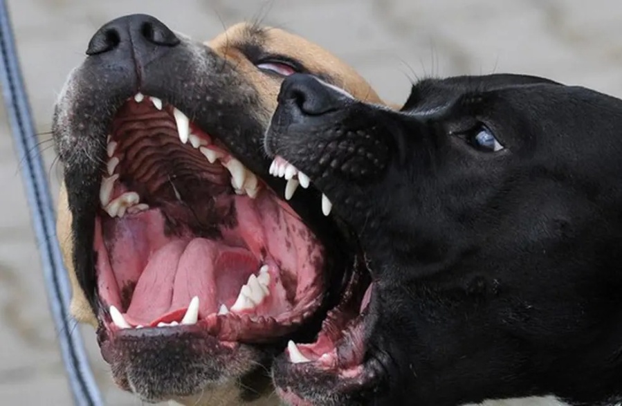 Una menor de 9 años fue atacada por perros y tuvieron que amputarle un brazo: está en terapia intensiva