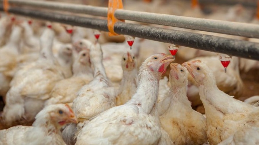 Detectan un brote de influenza aviar en la provincia de Buenos Aires y suspenden exportaciones avícolas