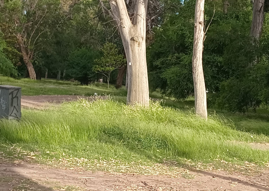 Vecinos pidieron que se corte de manera urgente el pasto en varios sectores del bosque platense